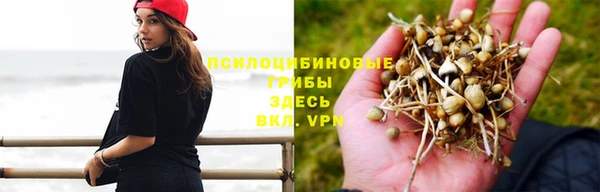 прущие грибы Алексеевка